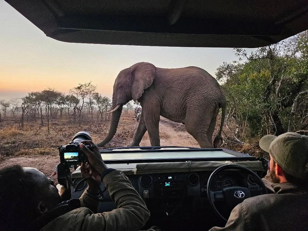 An elephant crosses the track in front of a safari vehicle at sunrise