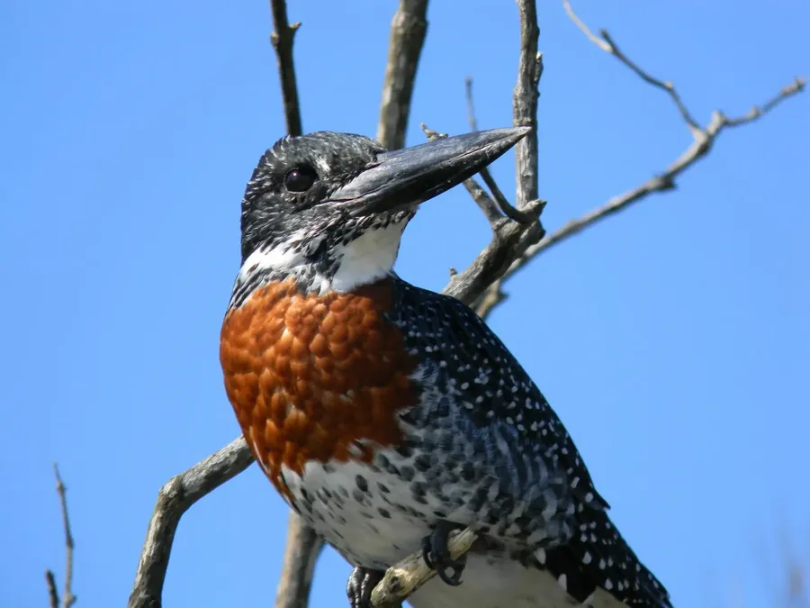 Giant kingfisher, St Lucia