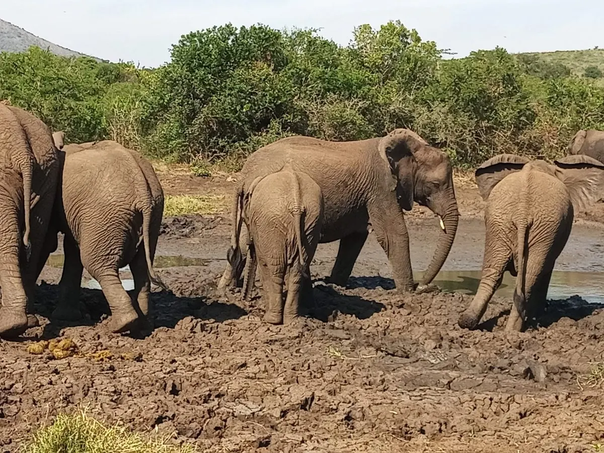 DIZA TRAVELS Safari's & Shuttle Services — 1